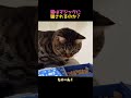 飼い主を見直した瞬間 #猫 #猫動画