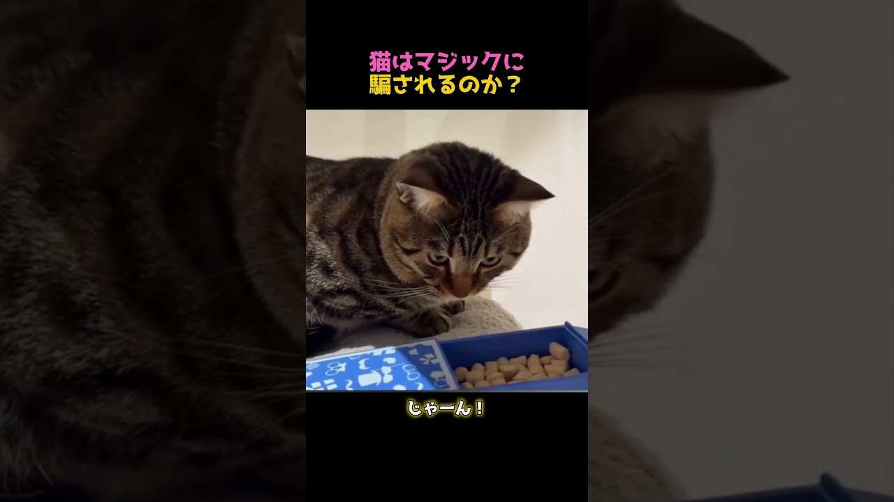 飼い主を見直した瞬間 #猫 #猫動画