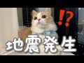 【地震発生】子猫が生まれて2度目の地震を体験しました...