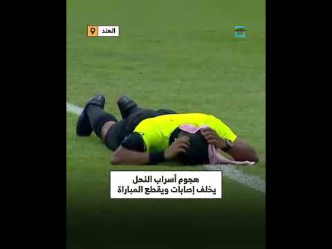 الهند... إصابات وقطع للمباراة بسبب هجوم أسراب نحل على مباراة