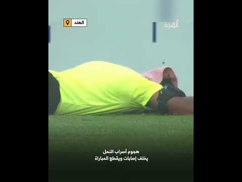 الهند... إصابات وقطع للمباراة بسبب هجوم أسراب نحل على مباراة