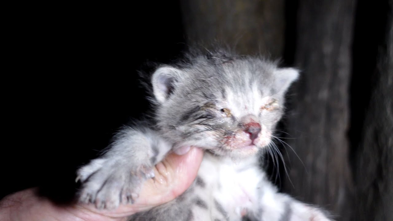 Спасение при лунном свете: спасение брошенного котенка у колодца - YouTube