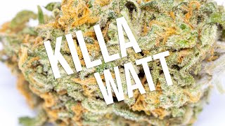 Killa Watt