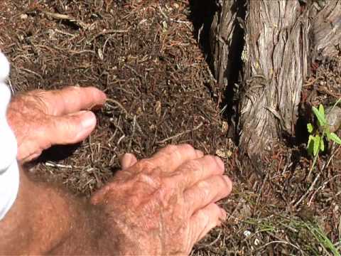 Video: Texas Madrone Care: Information om dyrkning af Texas Madrone-træer