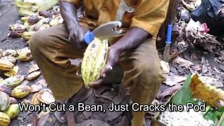 Burro Cocoa Bongo Video