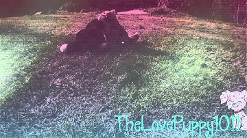 Blame it on pop | Webkinz Music Video