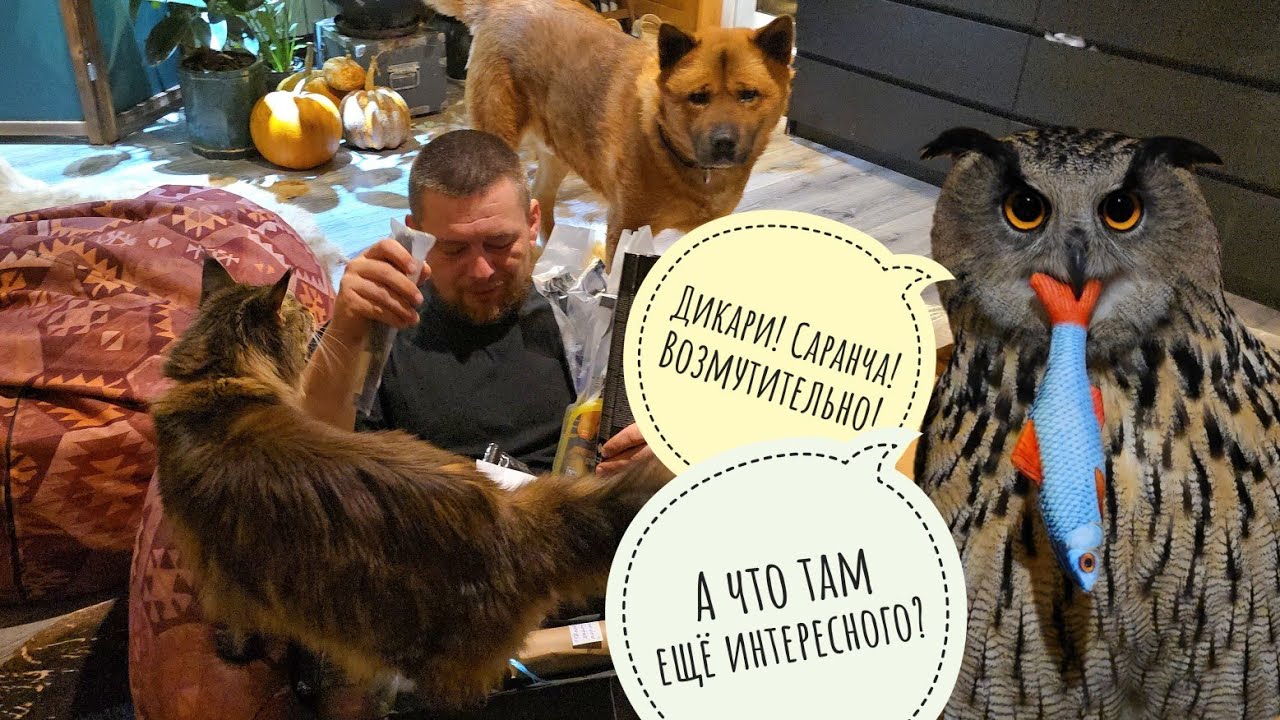 Сова Ёль, Пёс Кубик, кошка Морошка и Артём распаковывают посылки от феи-крёстной Ирины и от Наталии