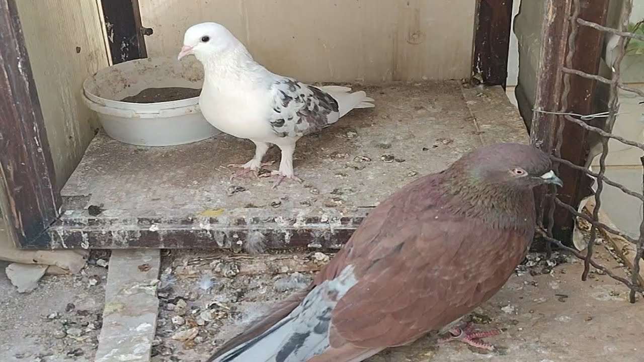 کبوتر پرشی و نقش استثنایی_بهترین ها در نژاد