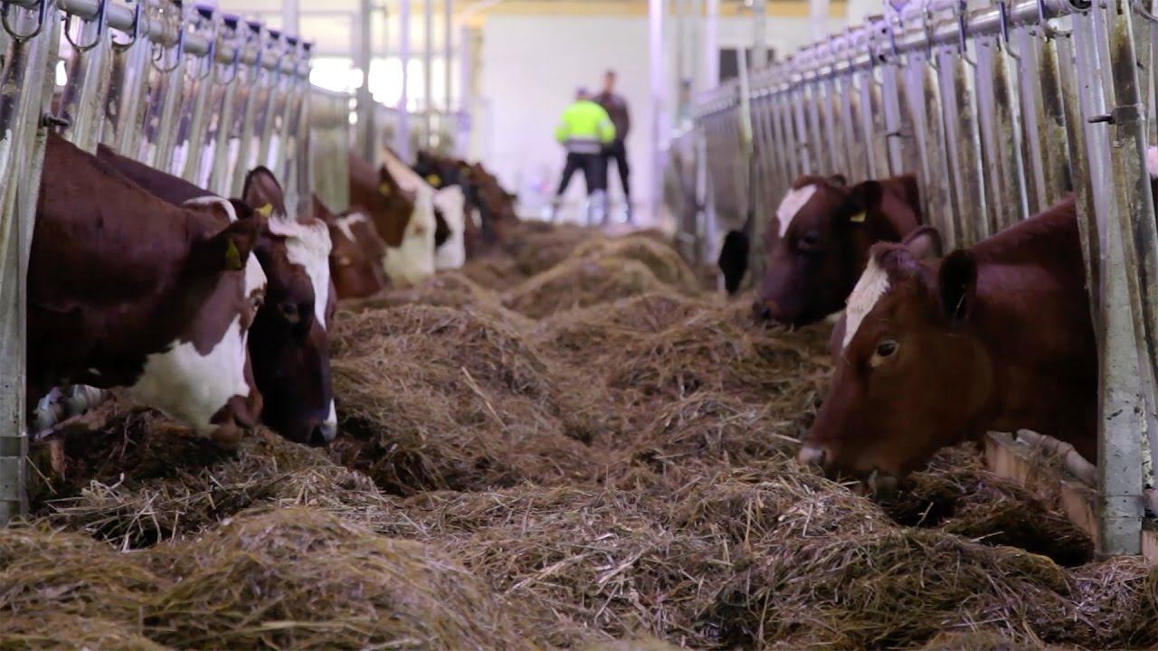 Nytt O.B. Wiik fjøs ved Yttermoen Gård