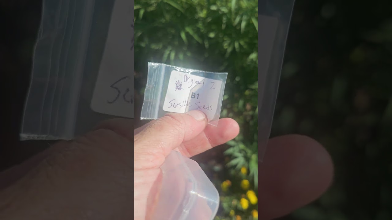 Sensible seeds ORIGINAL Z? BOUGHT FROM HERBIE SO?