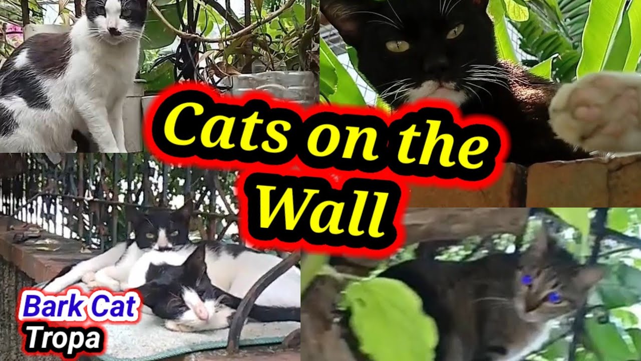  "Wall Cats: This Is Where They Choose to Stay"