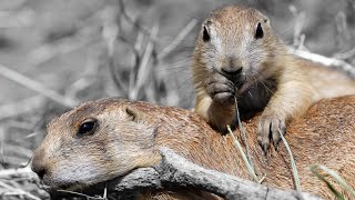 The 10 Pros and Cons of Owning a Prairie Dog 🌾🐾 by 1minanimals 128 views 10 days ago 4 minutes, 13 seconds