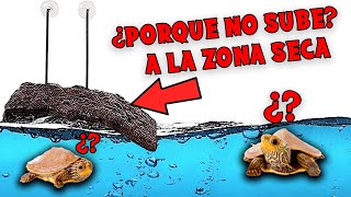 6 MOTIVOS POR LOS QUE TU TORTUGA NO SUBE A LA ZONA SECA