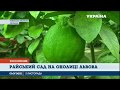 Банани і лимони вирощують на Львівщині