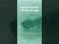 40 Day Old Eggs of Crayfish