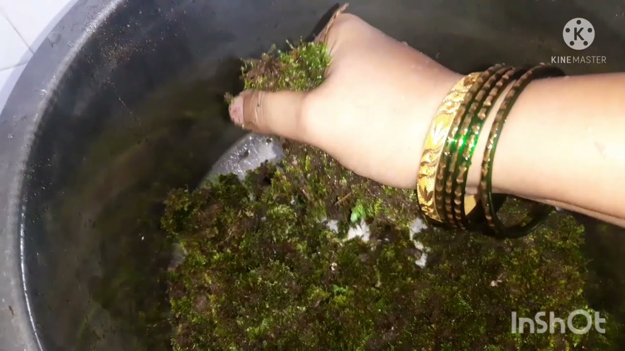 पीट मॉस | peat moss | how to get free Peat moss | what is peat moss in hindi | how to use peat moss