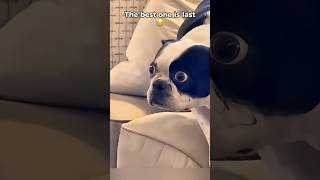 These Cats Have ZERO Respect For Dogs (Wait For The Last One) 😂 #funnycats #funnydogs #shorts