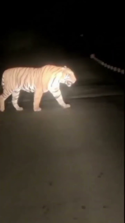 Benar atau tidak???!! lewat Gunung Pegat di malam hari. (Repost sumber video: facebook)