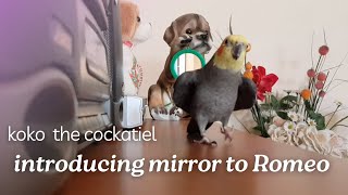 Koko the cockatiel : Introducing Mirror to Romeo