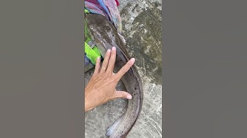 Test cần handing vinh diệu