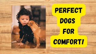 Best Small Emotional Support Dogs — Easy to Care For & Full of Love!