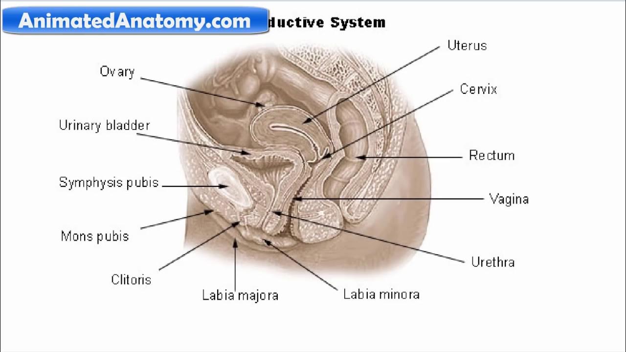 Бля өте жұқа