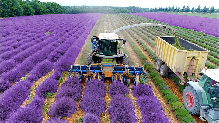 Lavender Harvest & Oil Distillation | Valensole - Provence - France 🇫🇷| large and small scale - DayDayNews