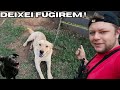 DEIXEI OS CACHORROS DO CANAL FUGIREM DO PATIO E ISSO ACONTECEU ! ( VOLTOU TODO MUNDO ? )