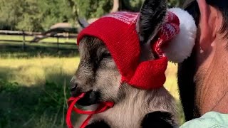 These Little Dwarf Goats Are Offering Therapy At Fallen Oak Farms | The Koala by The Koala 1,238 views 10 days ago 3 minutes, 6 seconds