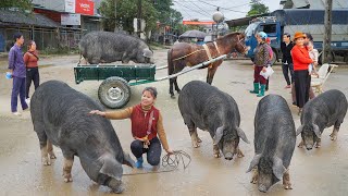 Download Lagu Buy a 200kg Pig From Farmer, Transported by Horse-drawn Cart Go To Market Sell - Buy Chick To Raise MP3