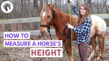 How to Measure a Horse