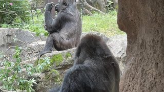 gorilla ハオコと一緒に朝ご飯を食べるトト【2024年‎6月2日】【上野動物園】ゴリラ💓Toto eating breakfast with Haoko