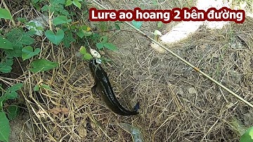 Lure cá lóc, chẽm các ao hoang ở cần giờ