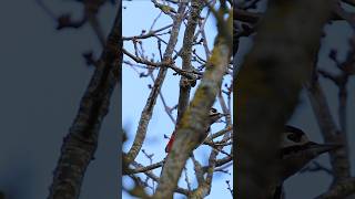 Pic épeiche 🐦 Dinard, France - Short video 4k 2026 #woodpeckerbird