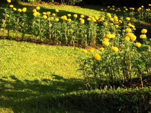 ขอให้เหมือนเดิม_CUChorus.wmv
