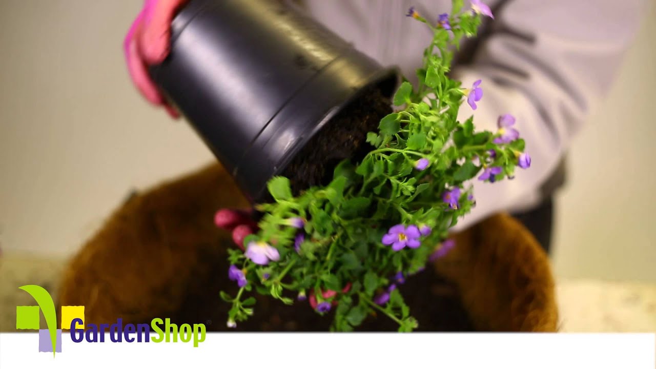 How to plant up a Hanging Basket