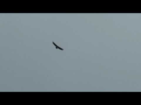 კავკასიონი 3600 მ