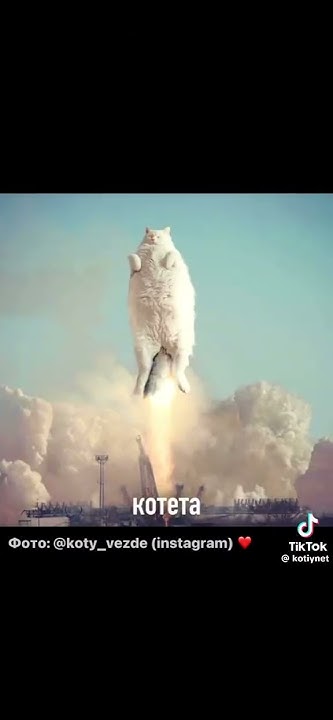 котит - YouTube