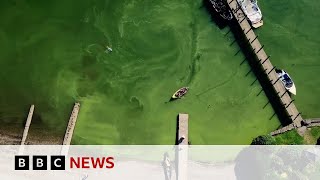 Windermere Turning Green Due To High Tourist Numbers, Researchers Say | Bbc News