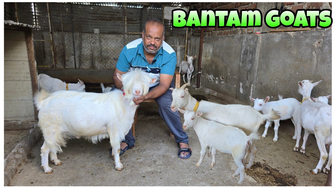 9881816986 Quality Bantam Goats of Hinza goat farm Aurangabad Maharashtra