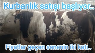 Kurbanlık satışı başlıyor.. Nasıl fiyat isteyeceğimizi bilmiyorum..