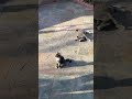 Kitten Baby Bear enjoying sunshine.  Mom Whitenich is keeping an eye on the kid 🙂