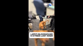 LAPD's bloodhound K-9 finds lost hiker