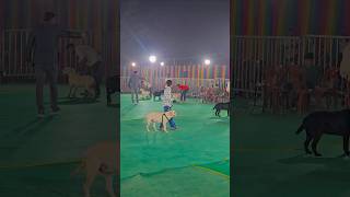 Dog show 🥰