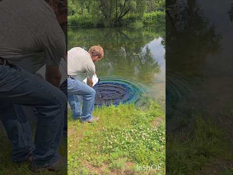 Putting Dye in the Bass Pond! #pond #outdoors #fishing
