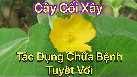 Cây Cối Xây:Tìm hiểu cách nhận dạng và công dụng tuyệt vời trong điều trị bệnh lý ít người biết