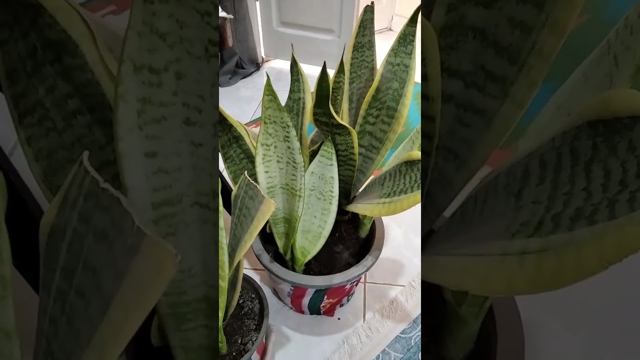 نبات جلد النمر والدعاء المستجاب