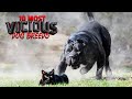 The 10 most vicious dog breeds