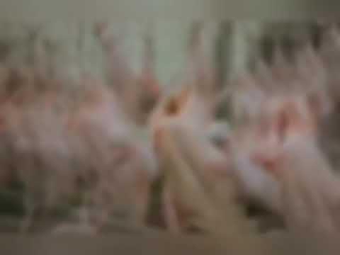 ازاي نحفظ الفراخ فى الفريزر من غير ما تتغير والخطا اللى بنعمله ويخليها تسود وتتغير جرب واحكم علينا