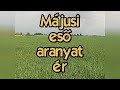 Májusi eső aranyat ér